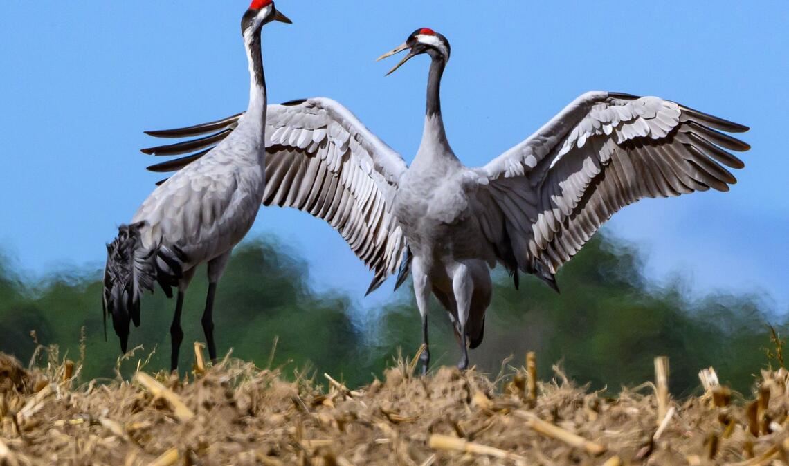 Das Virus befällt auch Kraniche. (Symbolbild)