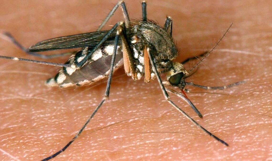 Das Virus wird durch Stechmücken übertragen und gilt in Mitteleuropa als importierte Reiseinfektion. Aufgrund seines Übertragungsweges wird es der epidemiologischen Gruppe der Arboviren zugerechnet. 