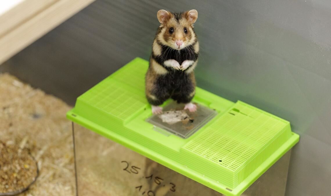 Das Weibchen ist auf die noch verschlossenen Behälter gesprungen. Sie bekundet damit ihr Interesse an dem Männchen.