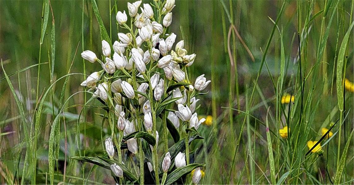 „Waldvögelein“ steht unter Schutz