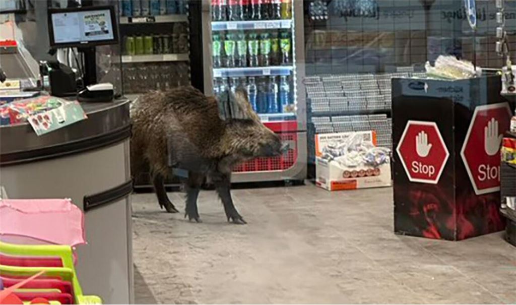 Das Wildschwein in einem Laden, aufgenommen durch eine Glastür.