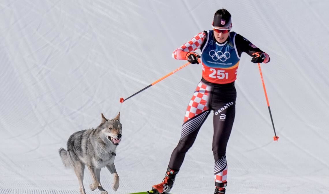 Das Ziel klar vor Augen: Der Tschechoslowakische Wolfshund Nazgul hatte großen Spaß an seinem Auftritt im Langlaufstadion.