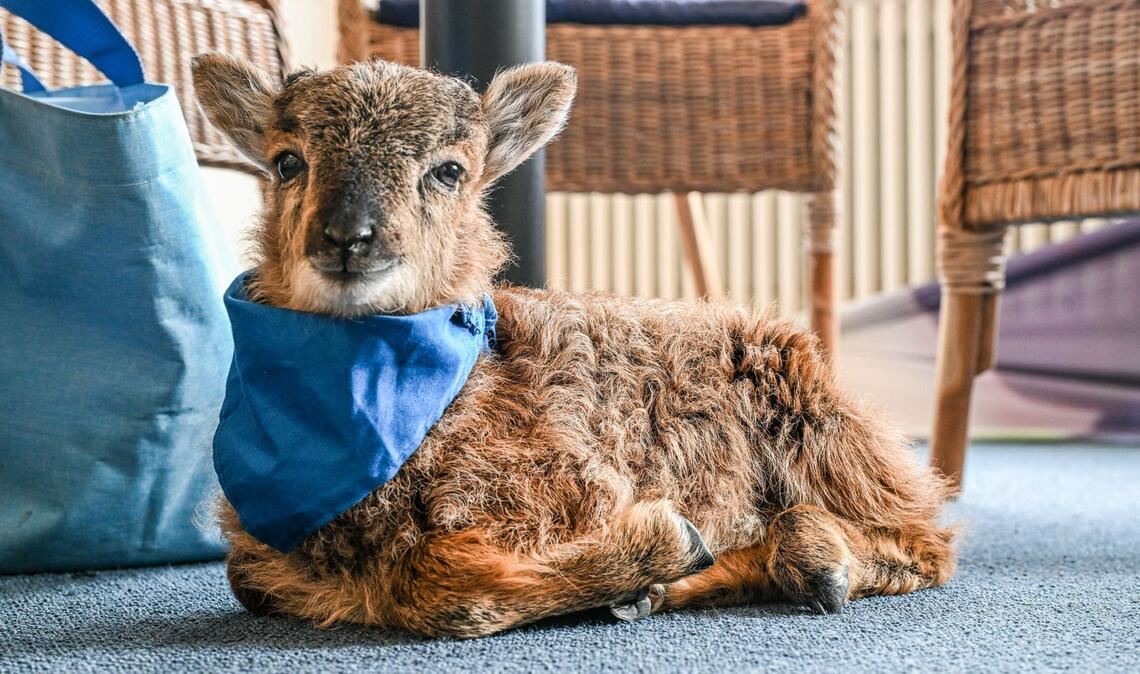Das kleine Flaschenlämmchen Henry liegt im Büro der Bürgermeisterin von Enzklösterle.