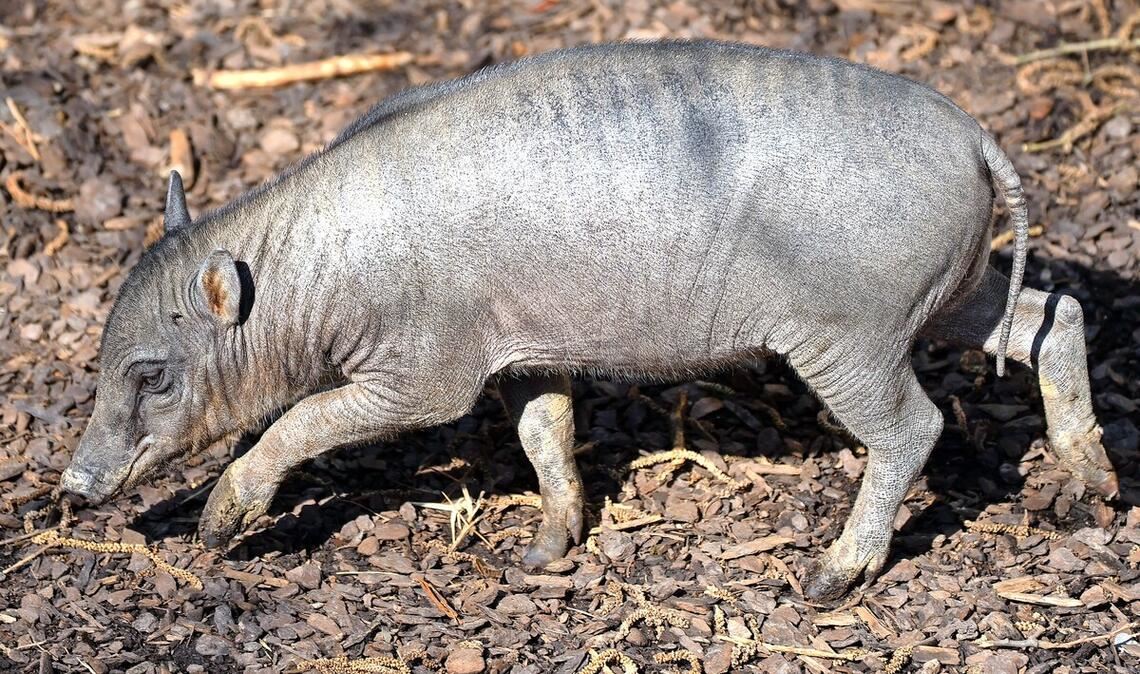 Das kleine Hirscheber-Ferkel in der Stuttgarter Wilhelma