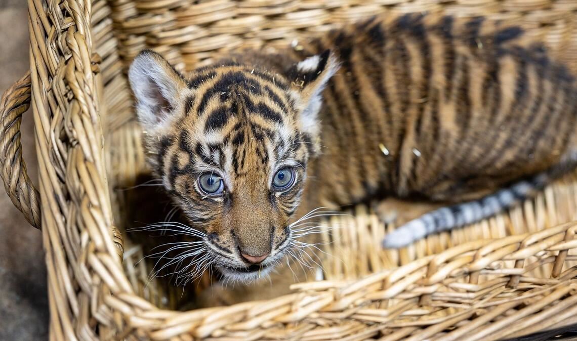 Das kleine Mädchen ist zwei Monate alt.