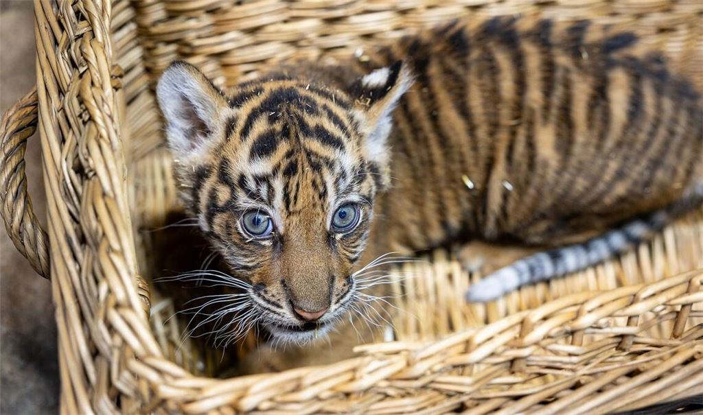 Das kleine Mädchen ist zwei Monate alt.