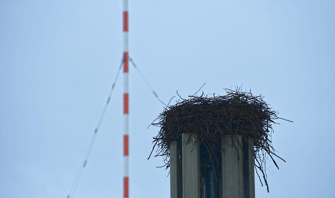 Das leere Nest am Mittwochnachmittag im Nieselregen. Fotos: Bosch