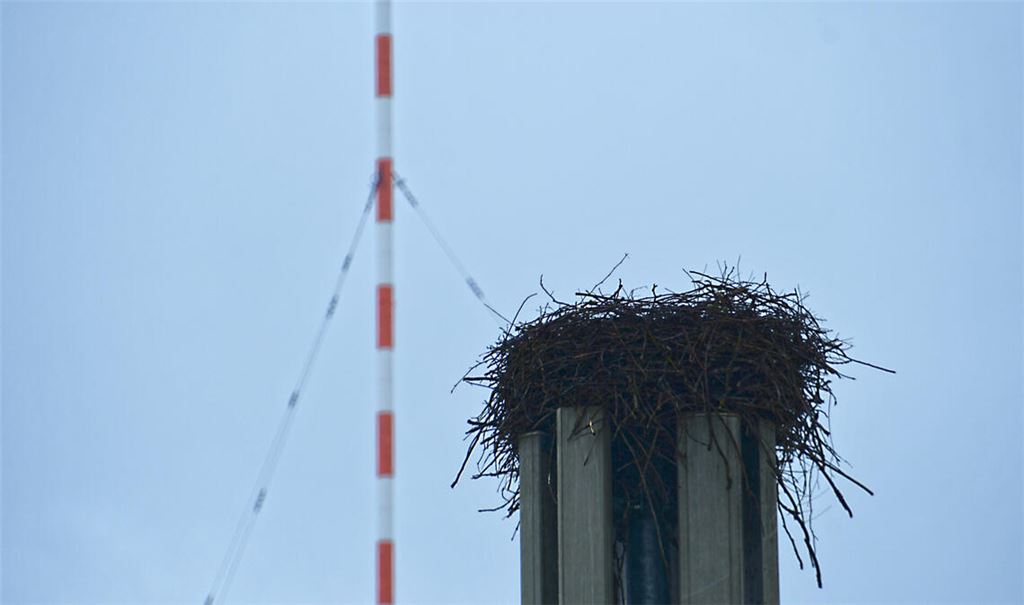 Das leere Nest am Mittwochnachmittag im Nieselregen. Fotos: Bosch