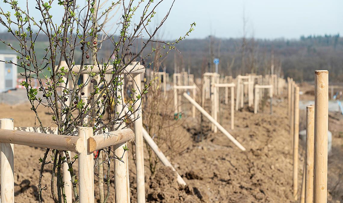 Das neue Wohnquartier „Ziegelhöhe“ will auch in Sachen Klimaschutz ein Modellprojekt sein. Allein für die ersten Abschnitte der „Grünen Mitte“, die bandartig das gesamte Gebiet durchzieht, wurden an die 400 Bäume gepflanzt. An anderen, bereits bebauten Stellen der Innenstadt sind solche konzentrierten Aktionen deutlich schwieriger. Foto: Archiv
