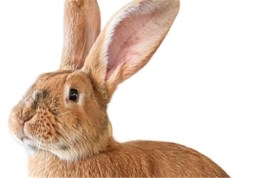 Das sind unsere tierischen Top-Models im Poträt: Rosie (oben) und Emma dienen als Ausschneidevorlage für den Ostermalwettbewerb. Fotos: privat