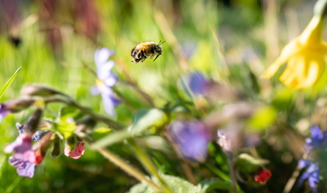 Das typische Frühlingsgefühl entsteht auch durch die kleinen Lebewesen um uns herum. (Archivbild)