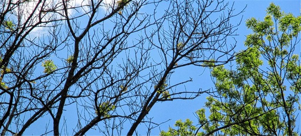 Dass es den Bäumen immer schlechter geht, ist deutlich an einer stark beschädigten Esche im Lugwald zu sehen, die sogar im Sommer nur noch wenige Blätter trägt.