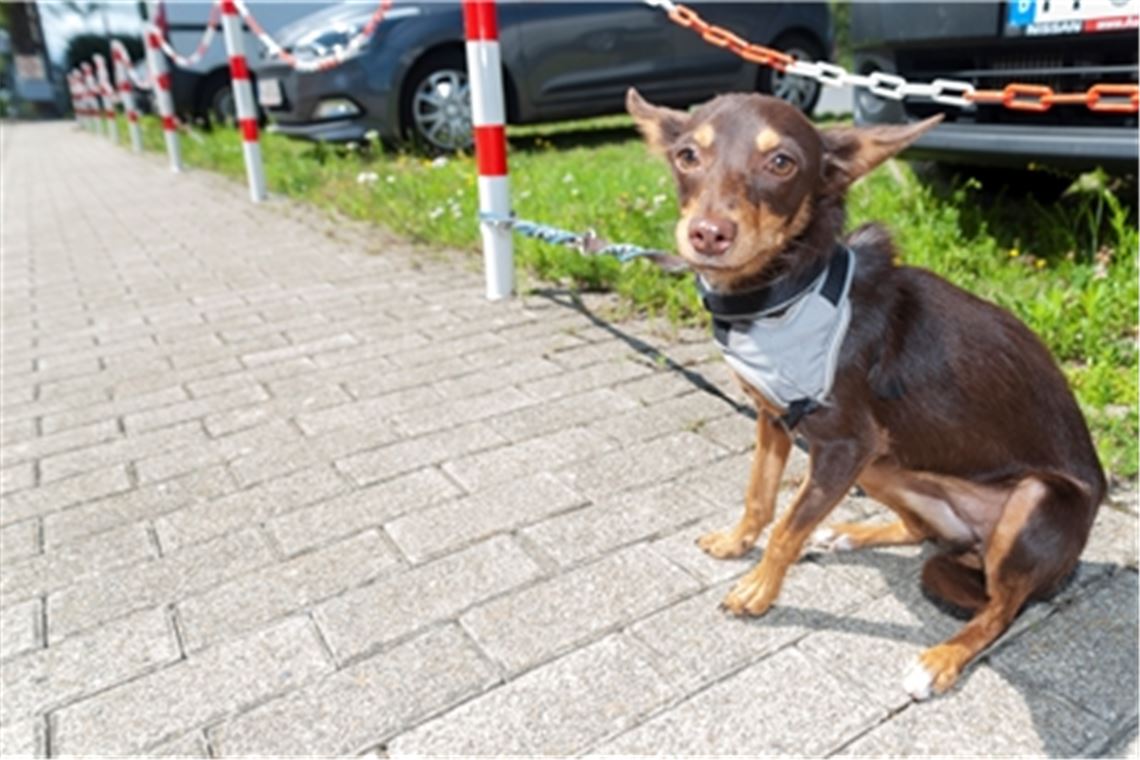 Dauerhaft traumatisiert nach dem Aussetzen: „Manches Tier, vor allem Hunde, vergessen das ein Leben lang nicht“, meint René Maier-Stadtaus.
