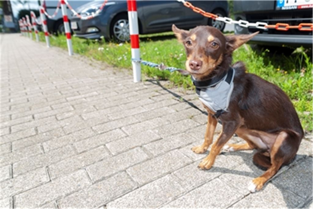 Dauerhaft traumatisiert nach dem Aussetzen: „Manches Tier, vor allem Hunde, vergessen das ein Leben lang nicht“, meint René Maier-Stadtaus.