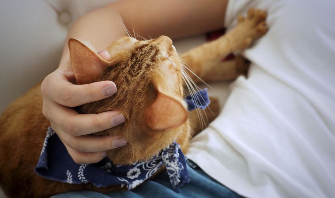Decken, Kissen und Lieblingsmenschen werden von Katzen gerne "geknetet".
