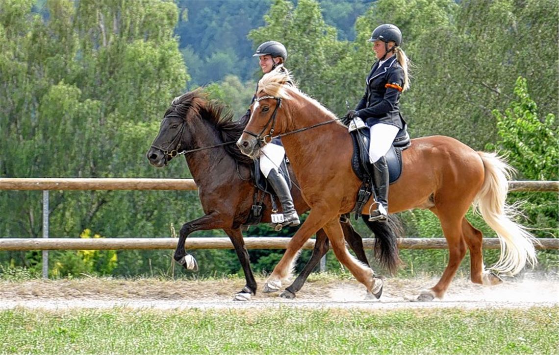 Bequem, bequemer, Tölt