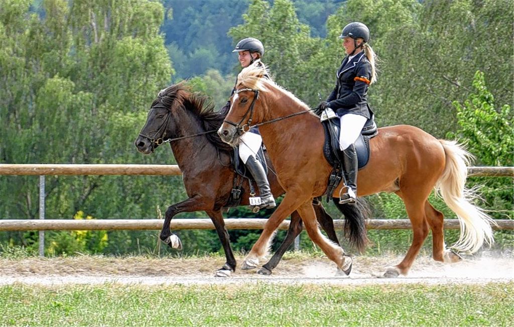 Bequem, bequemer, Tölt