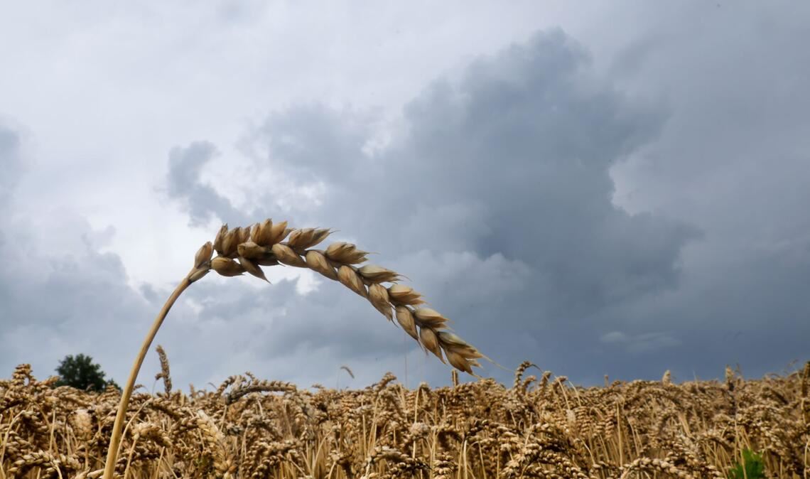 Regenwolken und Gewitter – Wetter bleibt unbeständig Dem Deutschen Wetterdienst (DWD) zufolge soll es heute insbesondere am Vormittag regnen. (Symbolbild)