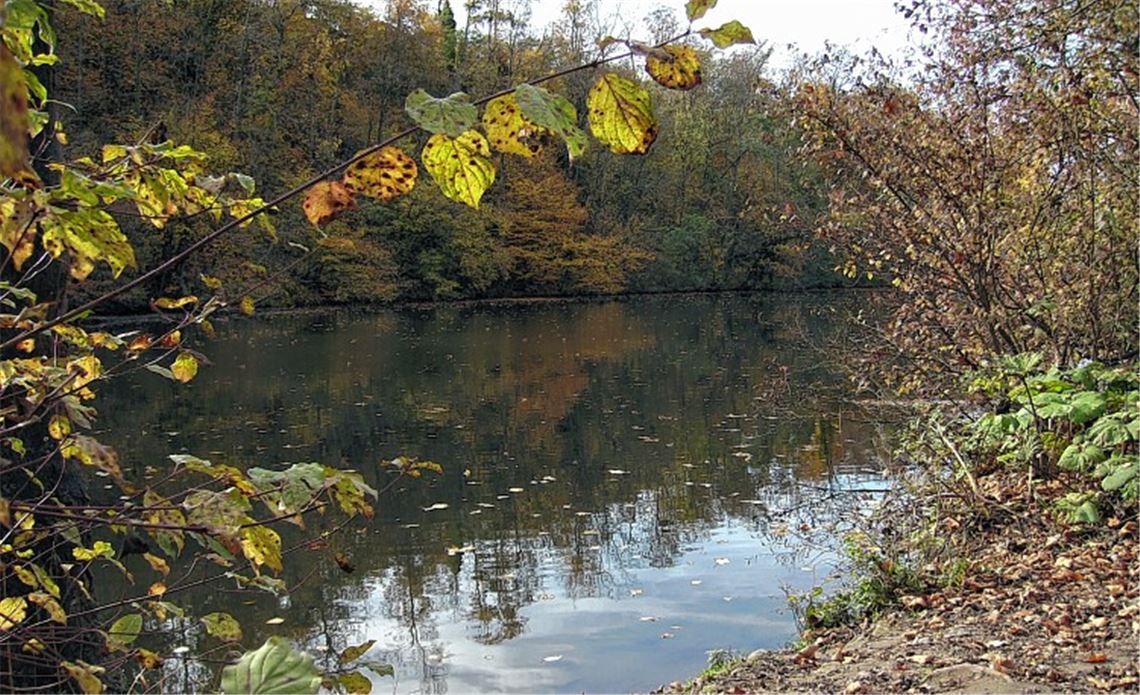 Den Blick auf die herbstliche Enz hinter dem Theodor-Heuss-Gymnasium lässt sich manch eiliger Radfahrer oder Jogger entgehen – zu Unrecht.