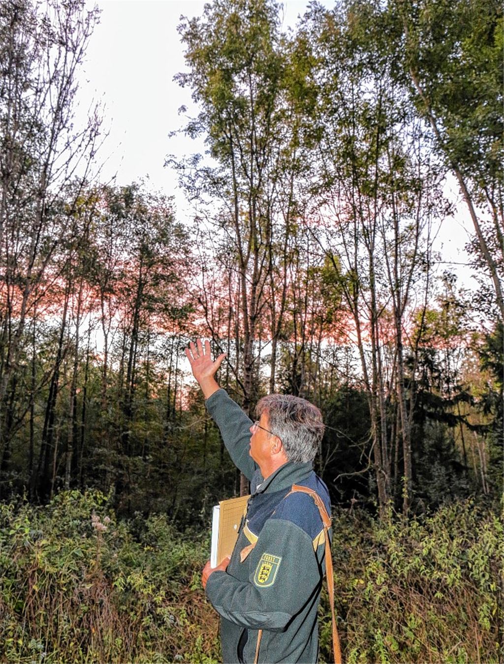 Epidemie lässt Eschen sterben