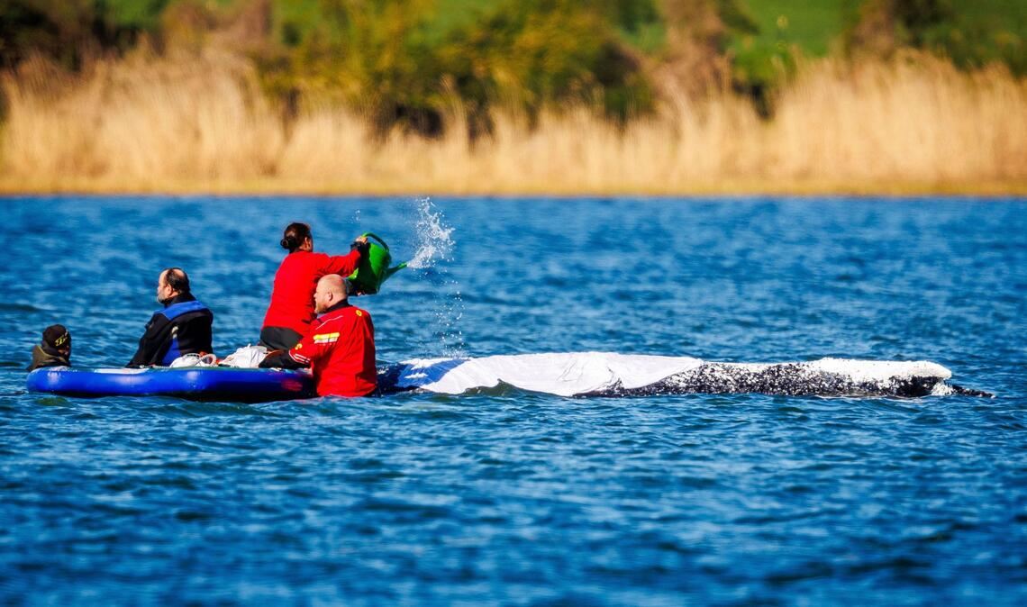 Den Großwal in die sogenannte Barge zu bekommen, dürfte kniffelig werden (Archivbild).