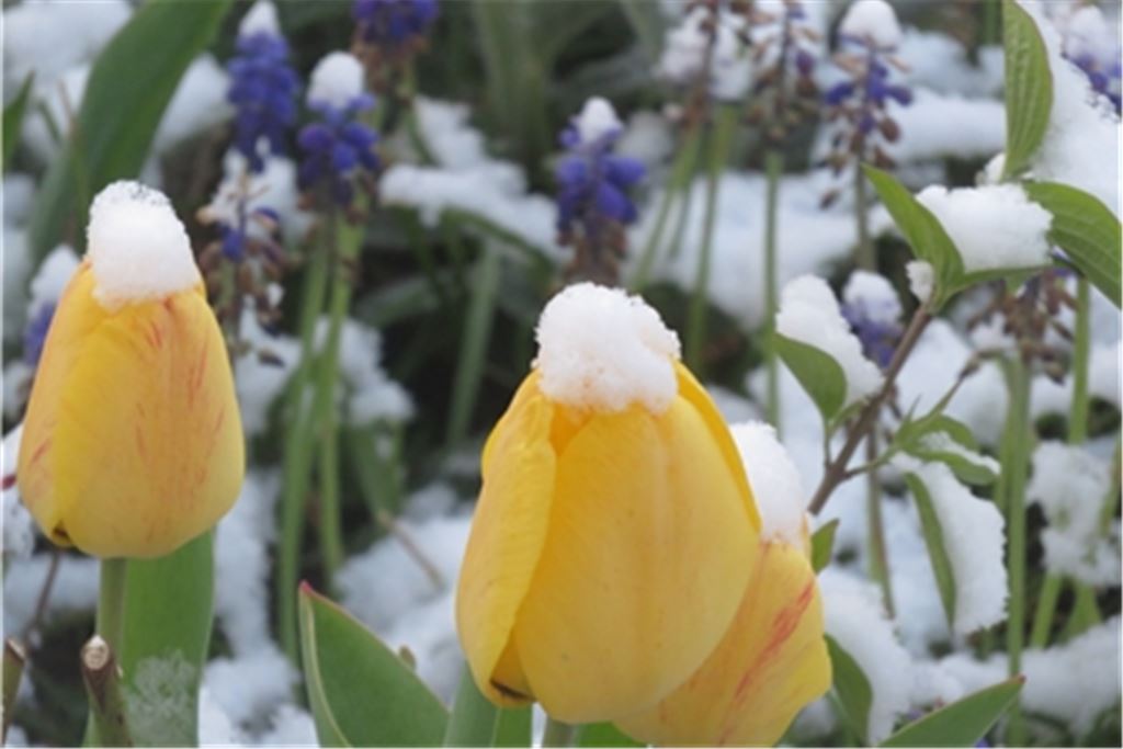 Den Tulpen kann Frau Holle nichts anhaben. Doch wie verkraften Obstbäume – hier vor einigen Tagen in Erligheim fotografierte Kirschen – die frostige Episode? Fotos: Becker, Gunther Mai