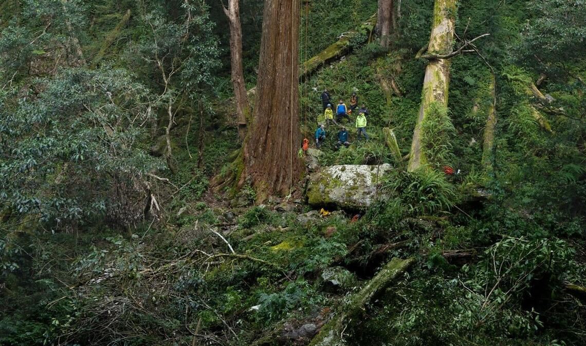 Der 84,1 Meter hohe Baum gilt als höchster bekannter Baum Ostasiens.