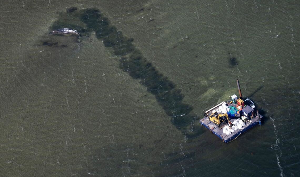Der Abtransport des Wals soll durch eine Rinne erfolgen.