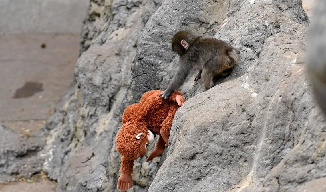 Der Affe Punch ging mit seinem Kuscheltier im Netz viral (Archivbild).