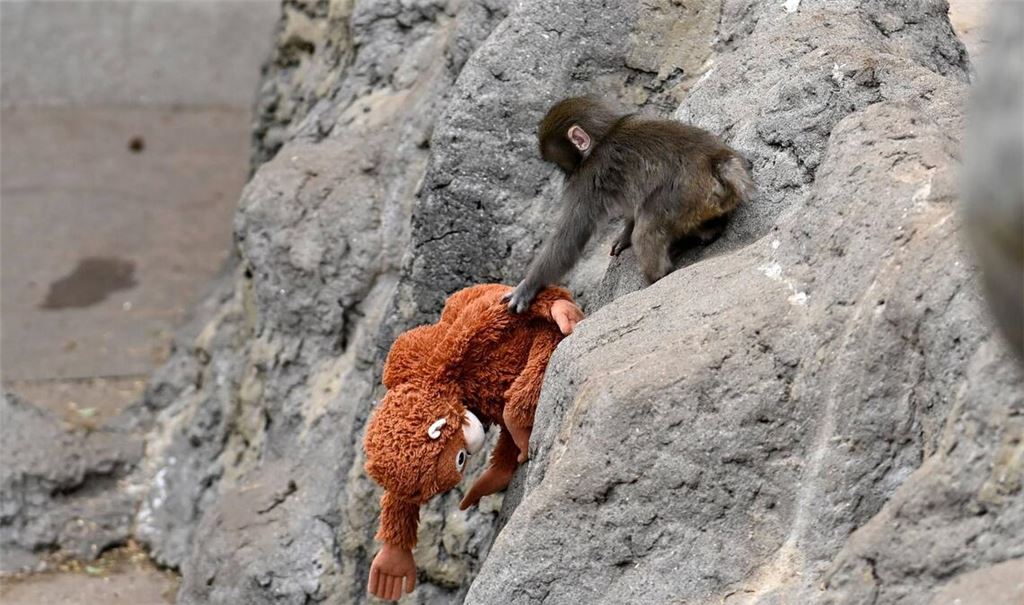 Der Affe Punch ging mit seinem Kuscheltier im Netz viral (Archivbild).