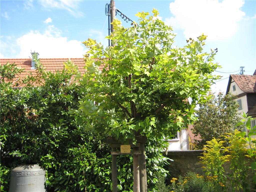 910_0008_115617_p_Ahorn_Illingen