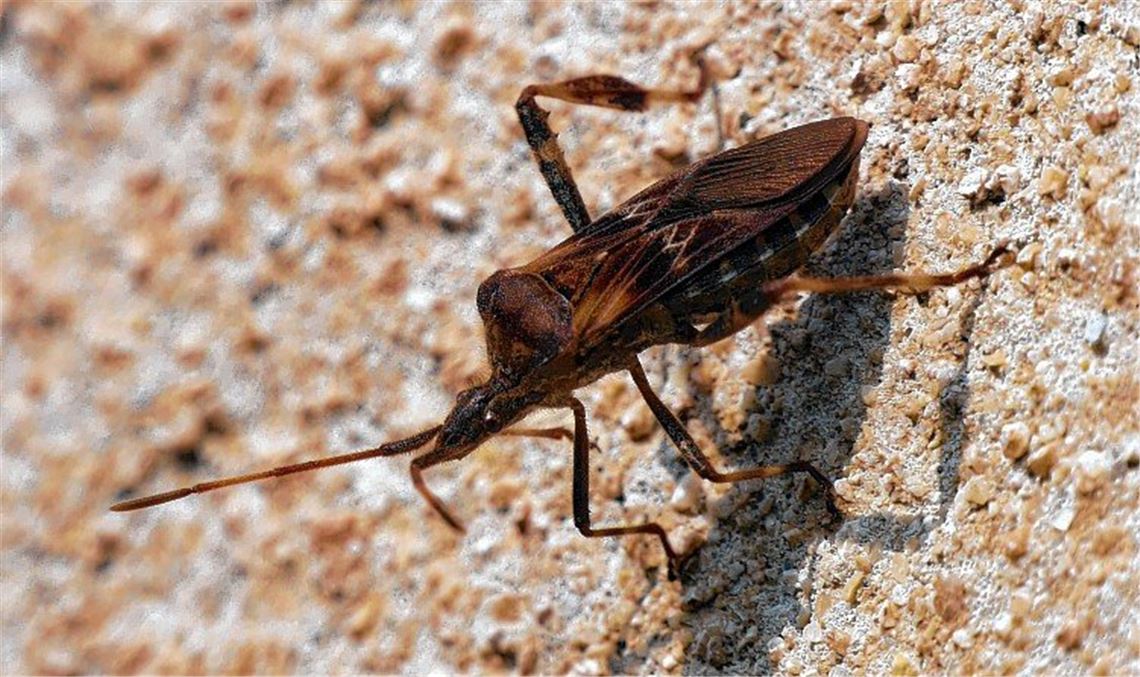 Mitbewohner aus der Neuen Welt Mitbewohner aus der Neuen Welt