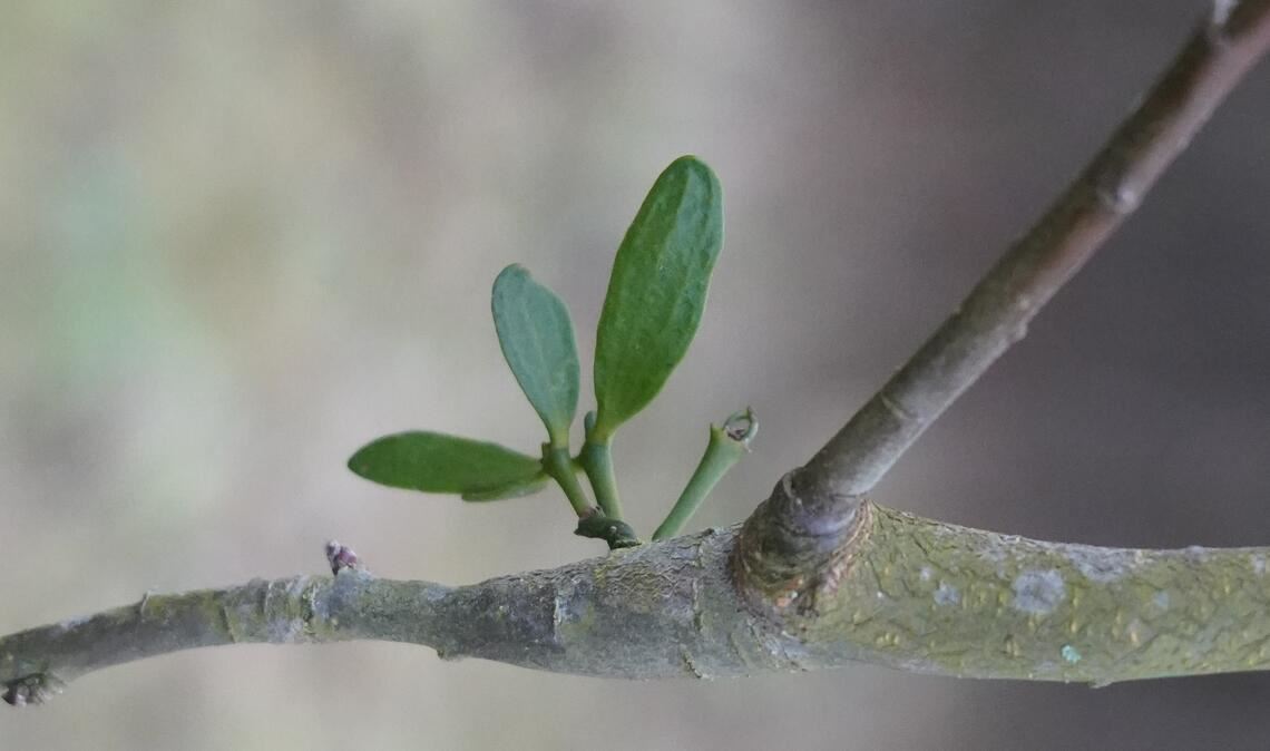 Der Anfang eines Befalls: Ein Mistel-Keimling kann noch relativ leicht entfernt werden. Weil er noch keine Seitenwurzel ausgebildet hat, reicht eine Bohrung. Fotos: Roller
