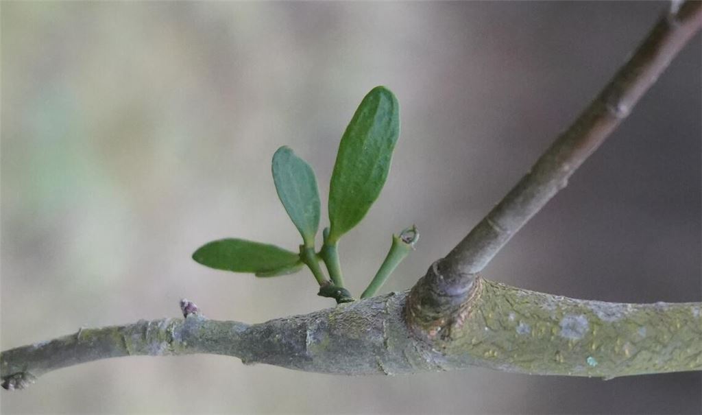 Der Anfang eines Befalls: Ein Mistel-Keimling kann noch relativ leicht entfernt werden. Weil er noch keine Seitenwurzel ausgebildet hat, reicht eine Bohrung. Fotos: Roller