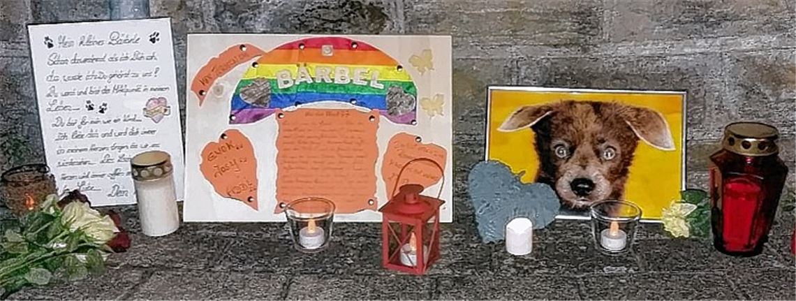 Hundeattacke hinterlässt Wut und Trauer