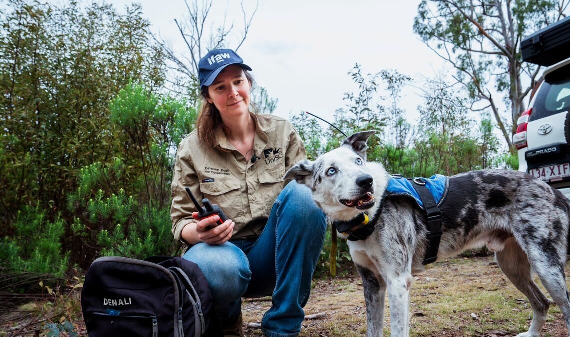 Der Australian Koolie namens Bear hat in seiner Spürhund-Laufbahn mehr als 100 in Not geratene Koalas aufgespürt. Romane Cristescu war eine seiner Hundeführerinnen. (Archivbild)