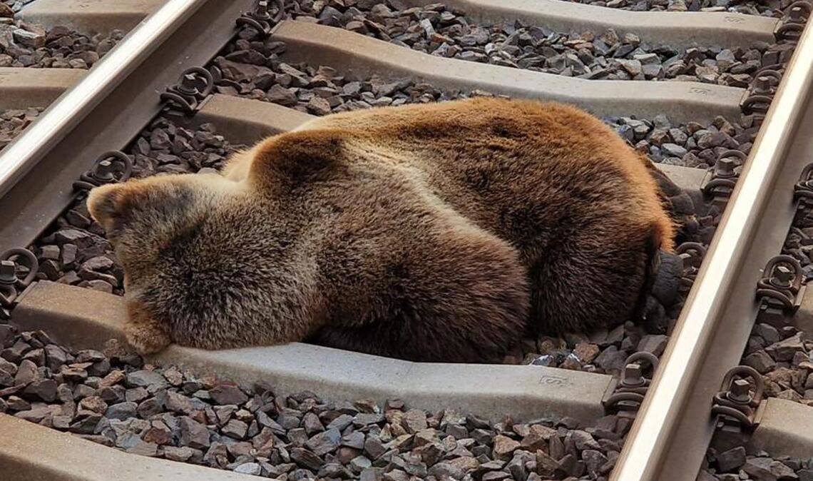 Der Bär kam beim Zusammenstoß ums Leben.