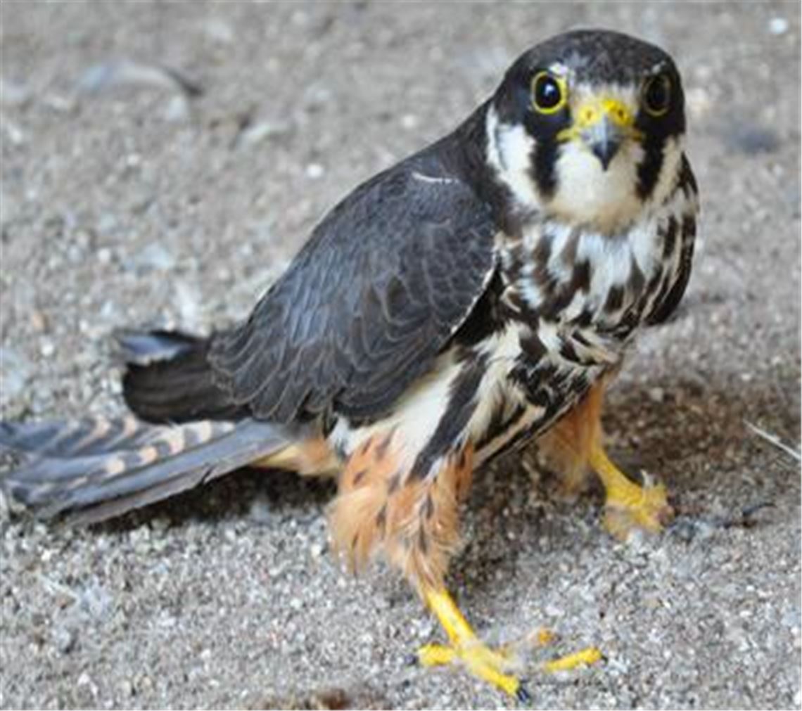 Der Baumfalke aus Mühlacker ist zur Pflege in der Greifvogel-Auffangstation in Karlsdorf untergebracht. Ob das Tier wieder in die Wildnis entlassen werden kann, ist noch ungewiss.  Foto: privat