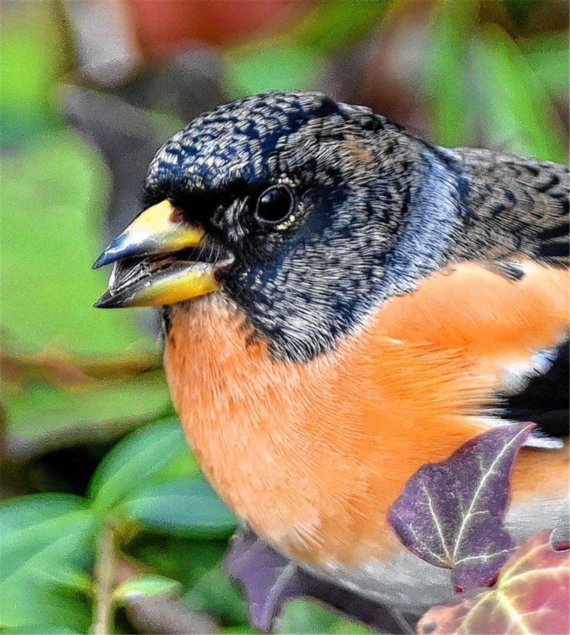 Winterurlauber fliegt auf den Enzkreis