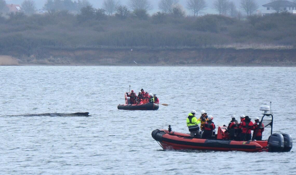Der Bergungsversuch des gestrandeten Buckelwals in der Ostsee ist angelaufen (Archivfoto).