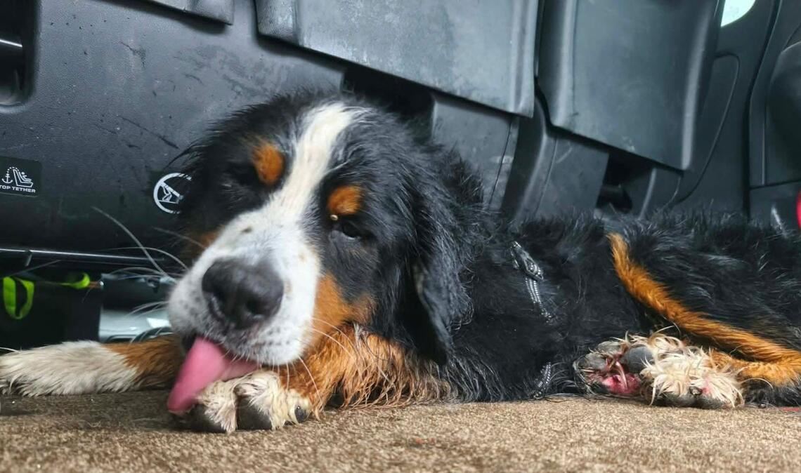 Der Berner Sennenhund Rogue.