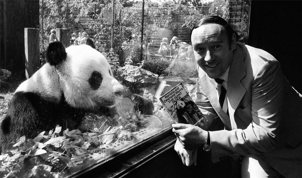 Der Biologe Desmond Morris - hier eine Aufnahme von 1981 - wurde mit seinem Buch "Der nackte Affe" weltbekannt.