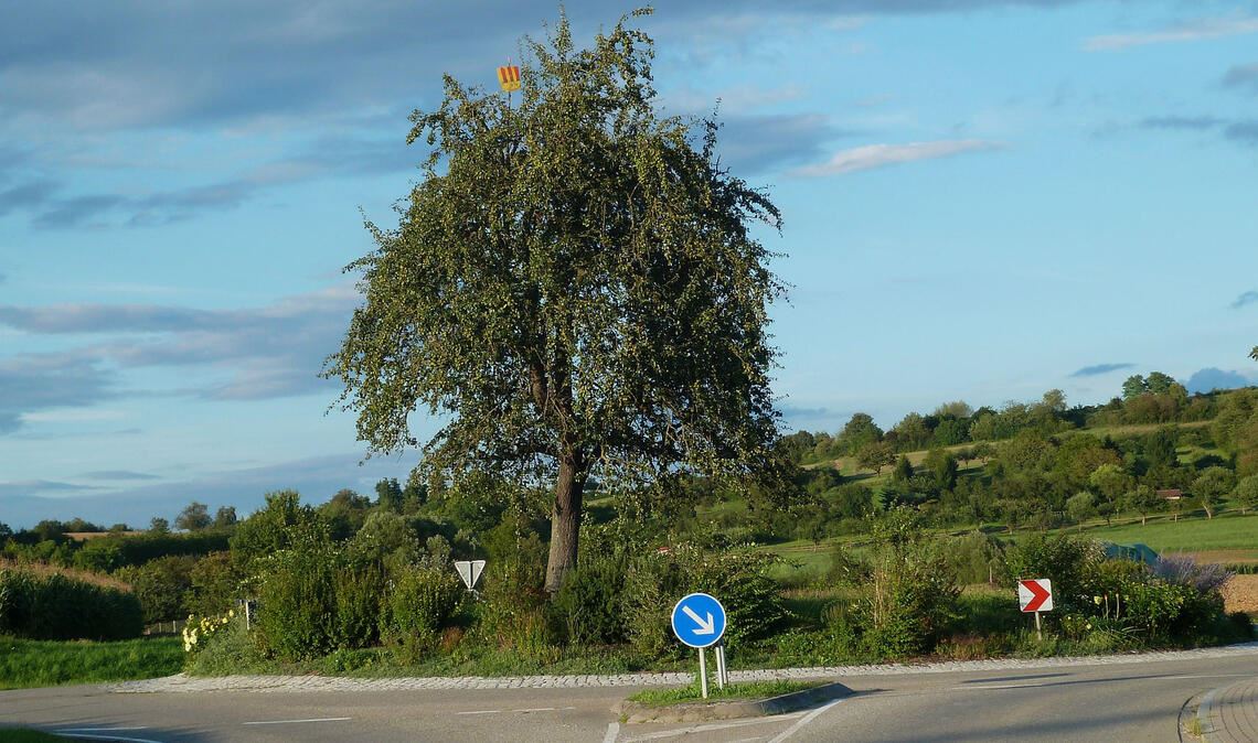 Der Birnbaum einst, in voller Pracht, im Kreisverkehr bei Lomersheim. Foto: Archiv