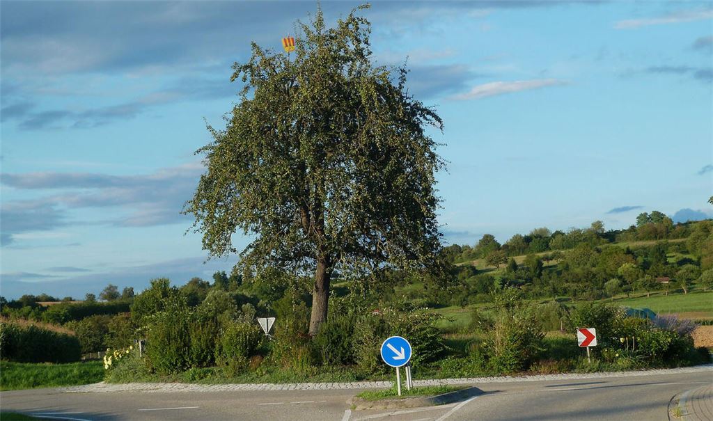 Der Birnbaum einst, in voller Pracht, im Kreisverkehr bei Lomersheim. Foto: Archiv