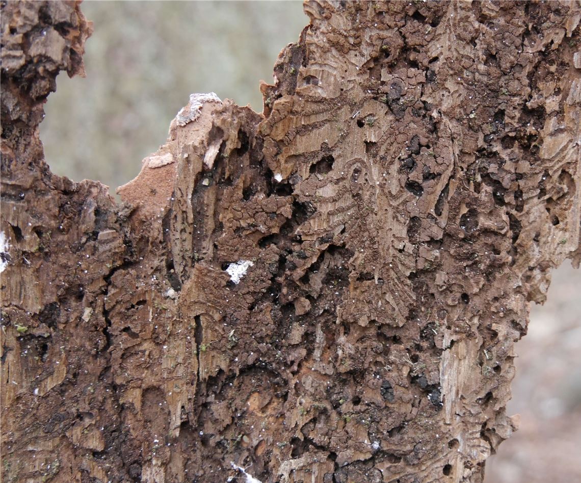 Der Borkenkäfer hat zugeschlagen: Fraßspuren an einer kranken Fichte.Lechner