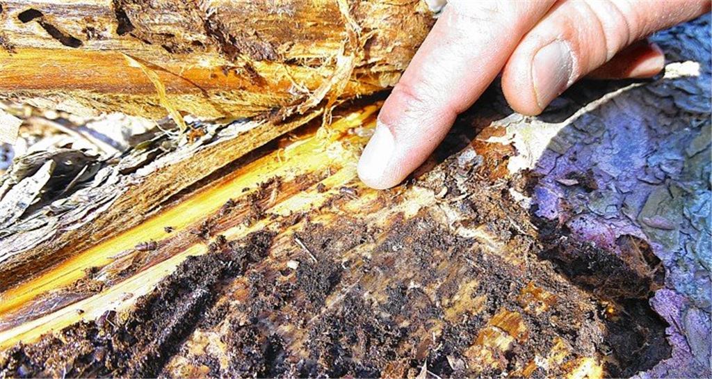 Borkenkäfergefahr bleibt hoch