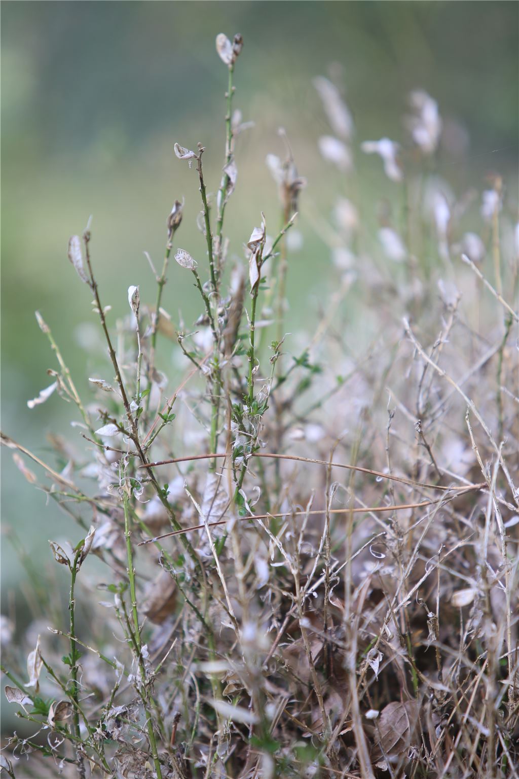 lh Buchsbaumzünsler (6)