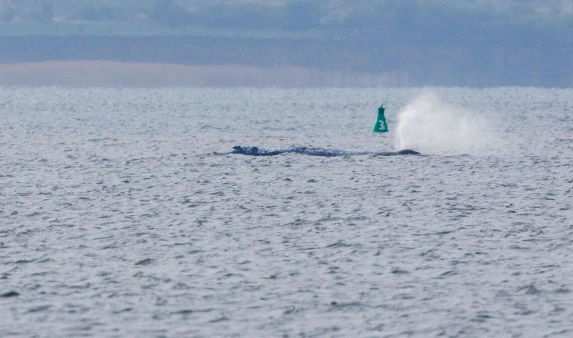 Der Buckelwal ist am frühen Morgen bei steigendem Wasserstand plötzlich von selbst losgeschwommen. Nach rund zwei Stunden stoppte er aber wieder. Am Abend war er wieder in Bewegung - und lag danach wieder ruhig im flachen Wasser.