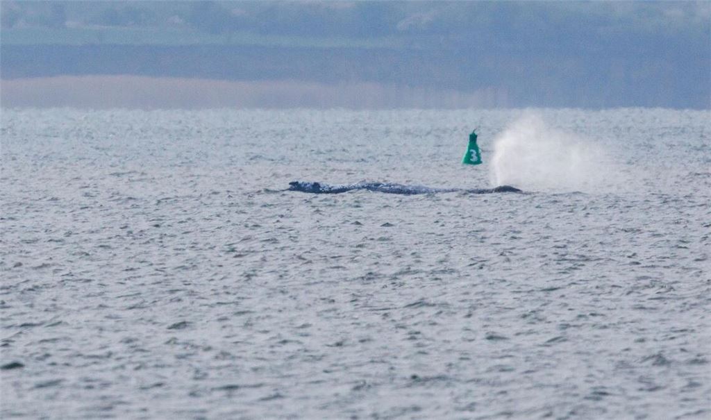 Der Buckelwal ist am frühen Morgen bei steigendem Wasserstand plötzlich von selbst losgeschwommen. Nach rund zwei Stunden stoppte er aber wieder. Am Abend war er wieder in Bewegung - und lag danach wieder ruhig im flachen Wasser.