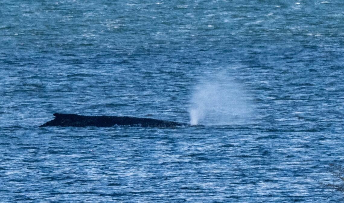 Der Buckelwal lag zuletzt vor der Insel Poel. (Archivbild)